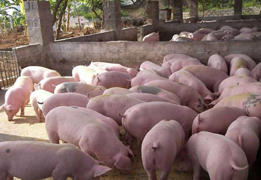 降低肉猪饲养成本的方法