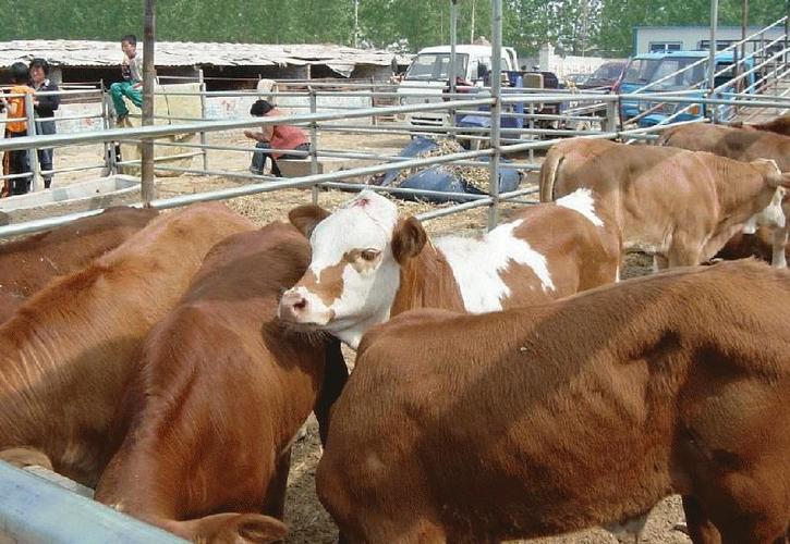 嘉祥县德民养殖场提供的怎样饲养小牛 养小牛前景