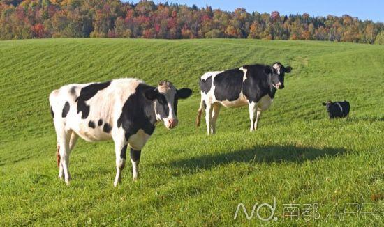 中俄将在黑龙江建全球最大牧场 饲养10万头奶牛