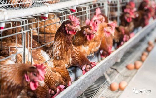 饲养管理蛋鸡在蛋鸡的养殖过程中尤为重要,因为蛋鸡饲养的好坏,直接