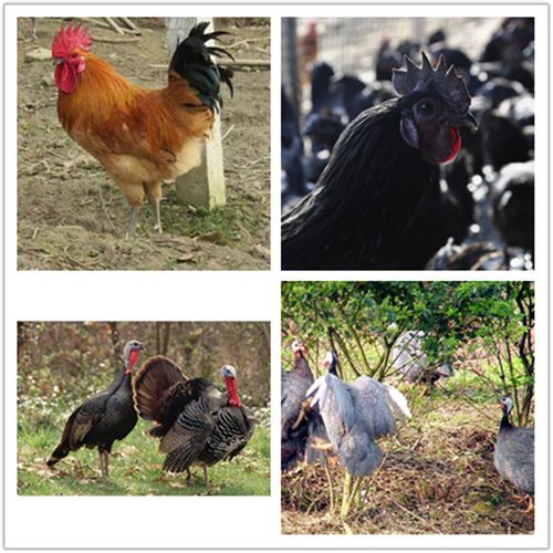 鸡产品主要容纳:乌鸡饲养,,贵妃鸡养殖,绿壳蛋鸡养殖,,正宗野.