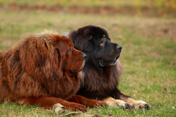 西藏獒犬